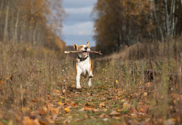 istock Beagle dog playing with a stick in the autumn forest 865393210