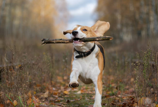 istock Beagle dog playing with a stick in the autumn forest 865393220