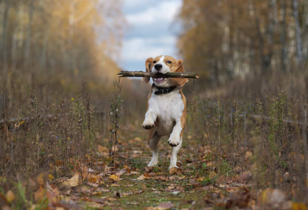 istock Beagle dog playing with a stick in the autumn forest 865393226