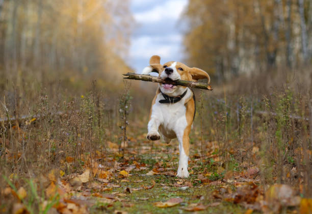 istock Beagle dog playing with a stick in the autumn forest 865393236