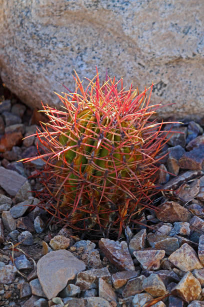 istock Fishhook Barrel Cactus, Ferocactus Wislizeni, in Sonoran Desert 865395796