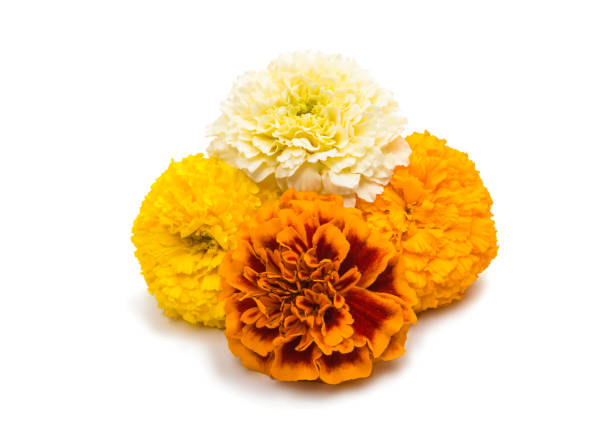 istock flowers marigold isolated 865396560