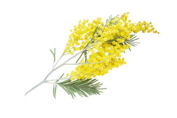 istock Acacia dealbata flowers isolated on a white 865398762