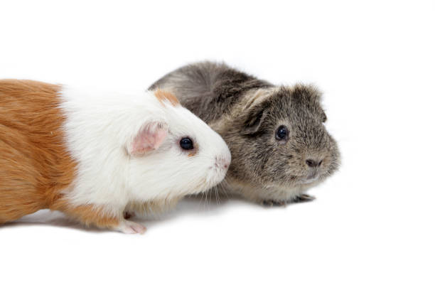 istock Two guineapigs cuddeling, isolated 865399510