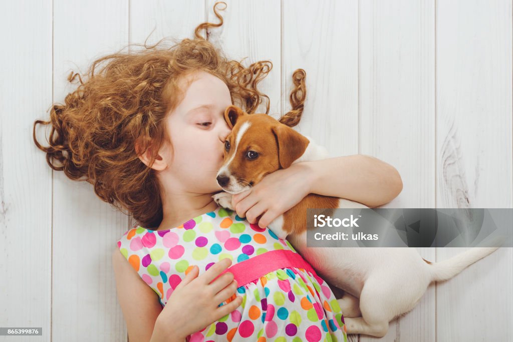 Little girl whispers with her puppy jack russell. Little girl and her puppy whispers on wood background. Child Stock Photo