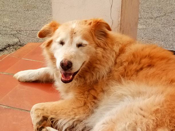 istock Dog Close your eyes 865400022