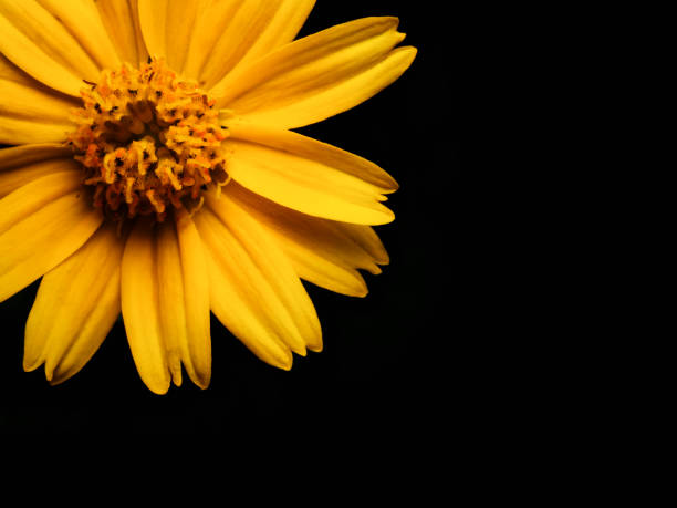 istock Close up yellow daisy flower 865400422