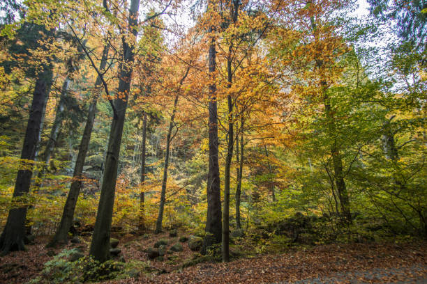 istock Trees in the forest in colorful autumn colors 865401254