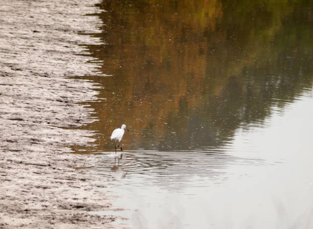 istock small white egret from behind in shallow water mud bank 865401372