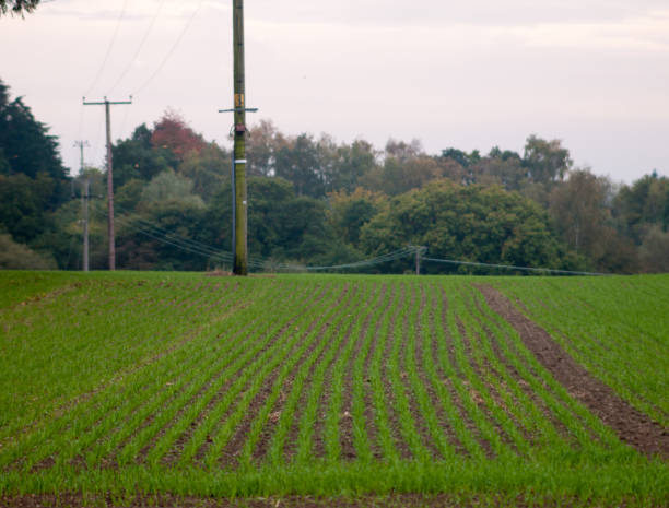 istock rows of green planted farm field landscape 865401482