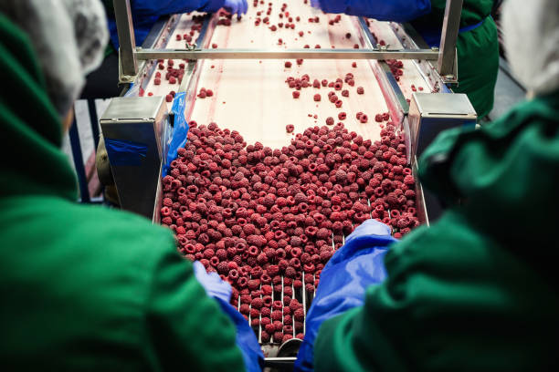 istock People at work.Unrecognizable workers hands in protective blue gloves make selection of frozen berries.Factory for freezing and packing of fruits and vegetables.Low light and visible noise. 865402680