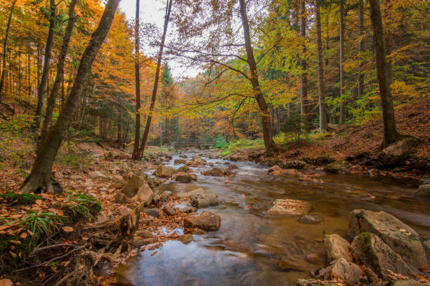 istock Mountain stream with waterfall in an autumn forest 865406518