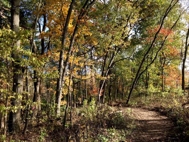 istock Autumn colors in the woods 865406934