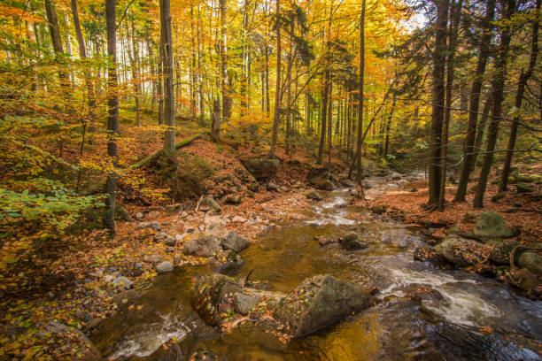 istock Mountain stream with waterfall in an autumn forest 865407104