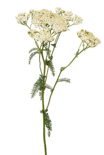 Achillea millefolium flower isolated on white background