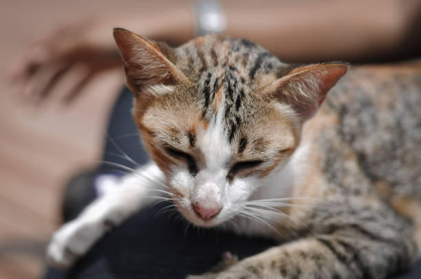 istock Portrait of sweet sleep cat 865407736