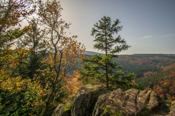 istock Trees in the forest in colorful autumn colors 865410796