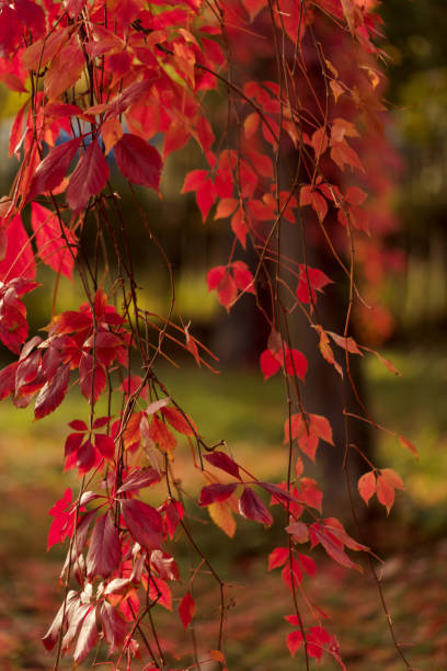 Autumn time. Tree-like girlish grapes (Parthenocissus quinquefolia) with red leaves. Selective focus.