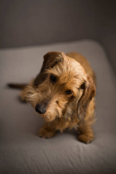 istock Small cute dog on a gray sofa 865411010