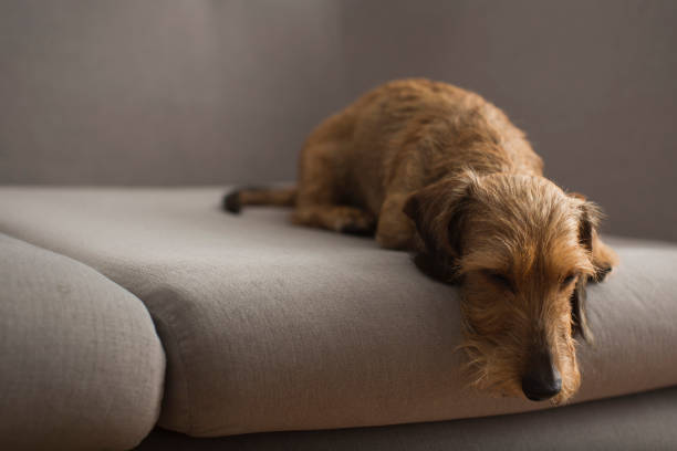 istock Small cute dog on a gray sofa 865411080