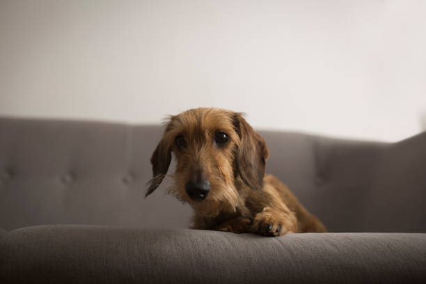 istock Small cute dog on a gray sofa 865411452