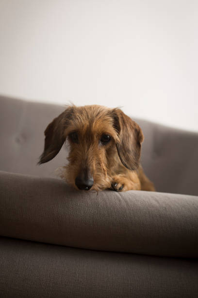 istock Small cute dog on a gray sofa 865411462