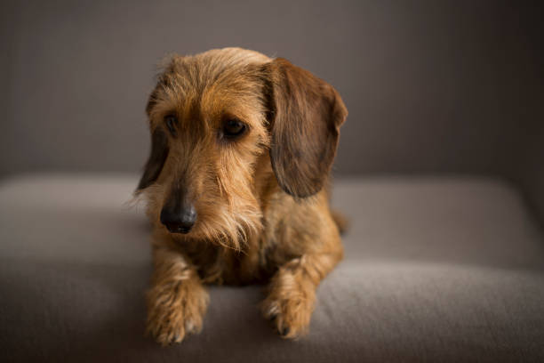 istock Small cute dog on a gray sofa 865411594