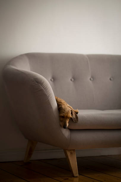 istock Small cute dog on a gray sofa 865413902