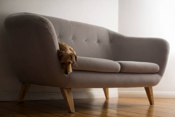 istock Small cute dog on a gray sofa 865413958