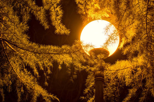 istock Luminous street light and conifer at night 865414328