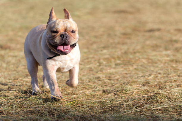 istock Dog running and playing in the field 865414664
