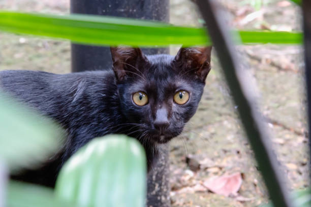 istock The black cat is staring at the ground 865414728