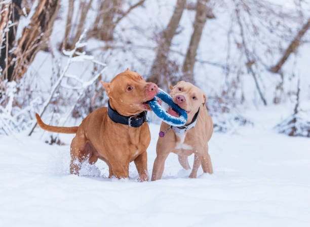 istock Dog in the woods 865417772