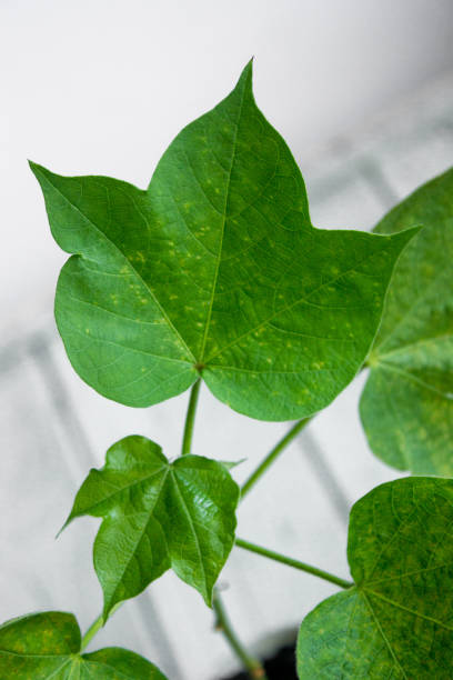 close up of fresh home plant cotton. leaves on branch. - cotton smooth green plant imagens e fotografias de stock