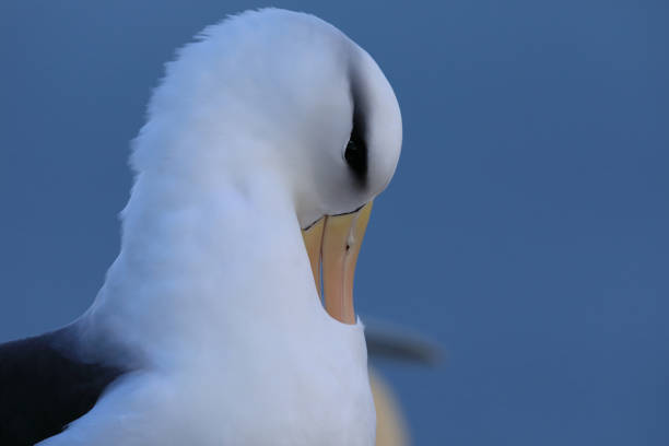 istock Black-browed Albatros ( Thalassarche melanophris ) or Mollymawk Helgoland Island Germany 865417894