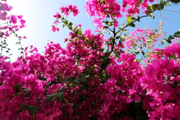 bougainvillea - azalea magenta flower red stock-fotos und bilder