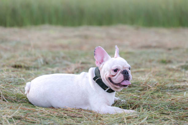 istock Dog running and playing in the field 865418436