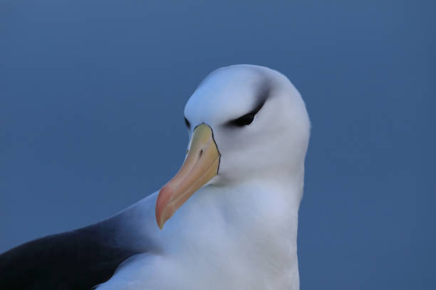 istock Black-browed Albatros ( Thalassarche melanophris ) or Mollymawk Helgoland Island Germany 865418610