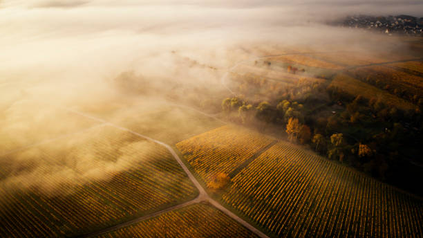 ラインガウ、秋霧のブドウ畑 ストックフォト