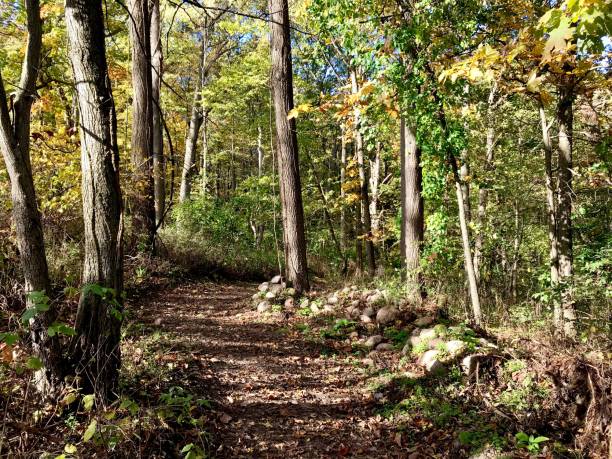 istock Autumn colors in the woods 865421048