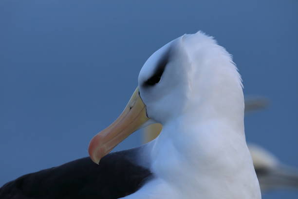 istock Black-browed Albatros ( Thalassarche melanophris ) or Mollymawk Helgoland Island Germany 865421142
