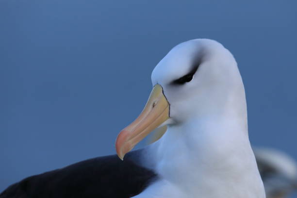 istock Black-browed Albatros ( Thalassarche melanophris ) or Mollymawk Helgoland Island Germany 865421272