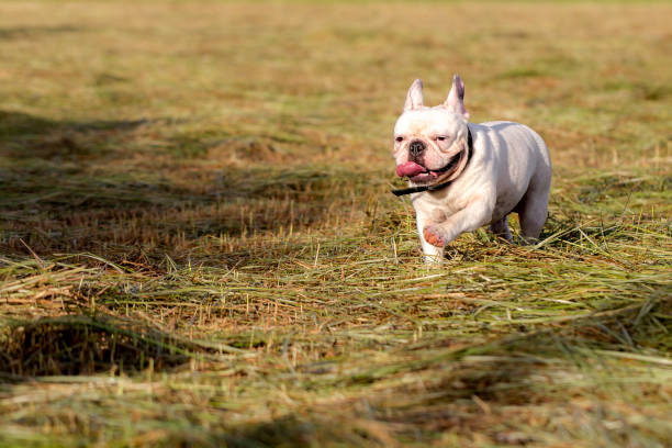 istock Dog running and playing in the field 865424296