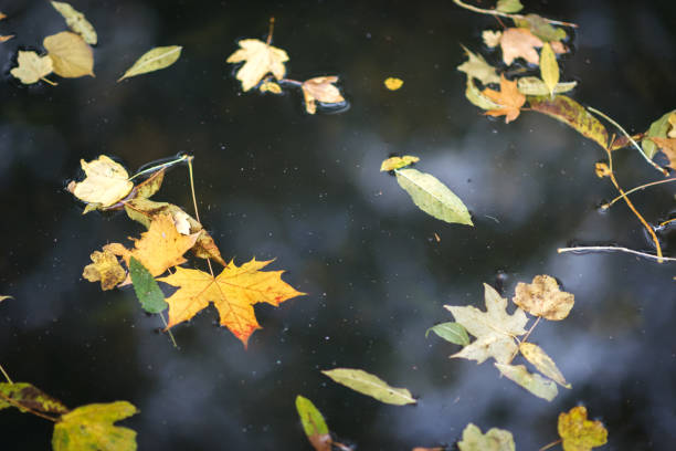 istock Colorful fall background from autumn leaves 865424628