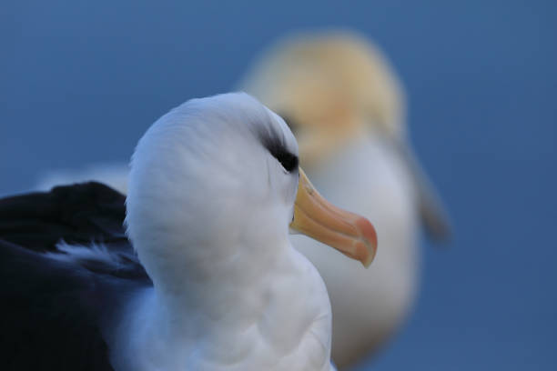 istock Black-browed Albatros ( Thalassarche melanophris ) or Mollymawk Helgoland Island Germany 865424692