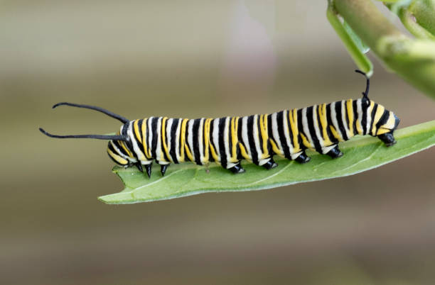 Monarch Caterpillar on Milkweed Leaf stock photo