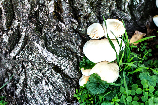 Mushrooms growing by the tree in a city park.