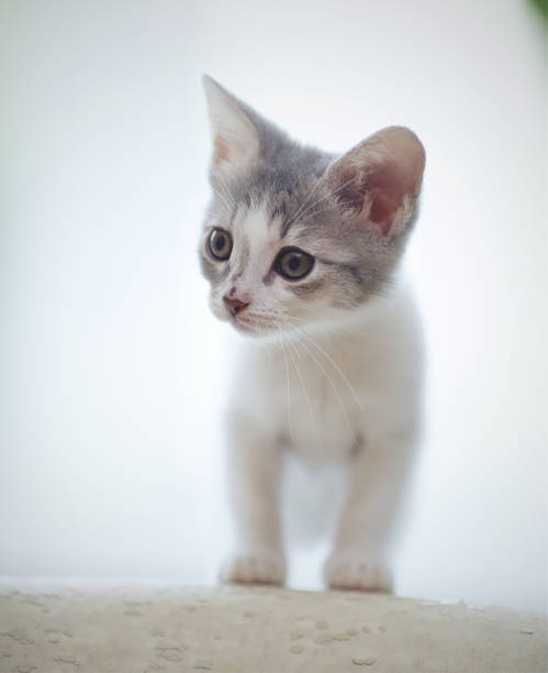 istock Little kitten of a color, white with spots 865427826