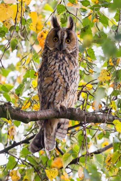 istock Northern long-eared owl in a birch tree in Blaricum (the Netherlands) 865427914