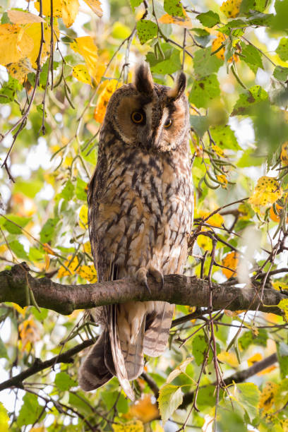 istock Northern long-eared owl in a birch tree in Blaricum (the Netherlands) 865427916